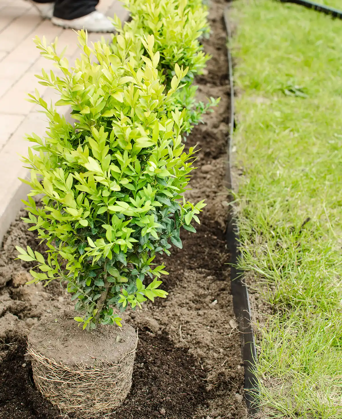 Hecke wird im Garten entlang einer Rasenkante gepflanzt