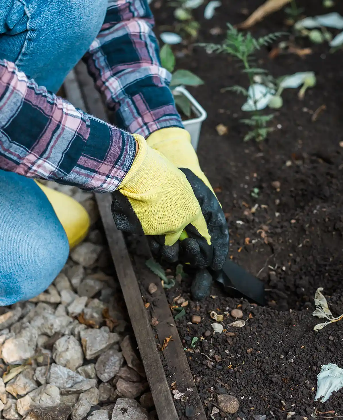 Landschaftsgärtner setzt Pflanzen in ein Beet mit Gartenhandschuhen
