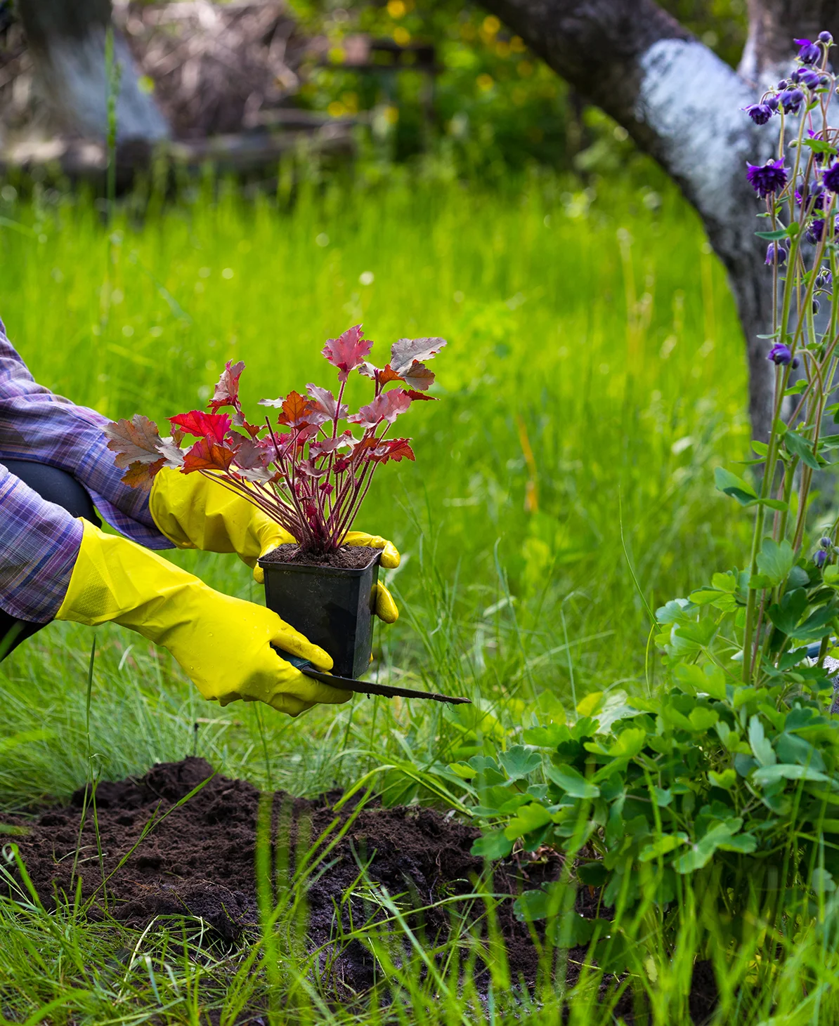 Gartenpflege mit neuer Bepflanzung